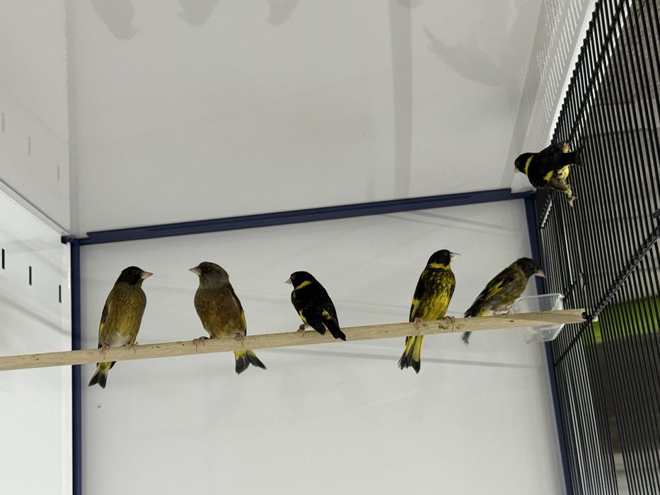 Negritos Bolivia  “Atrata”2  machos