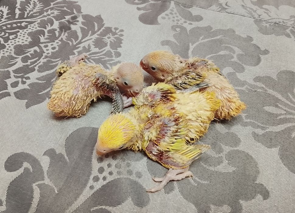 Agapornis Roseicollis Bebés