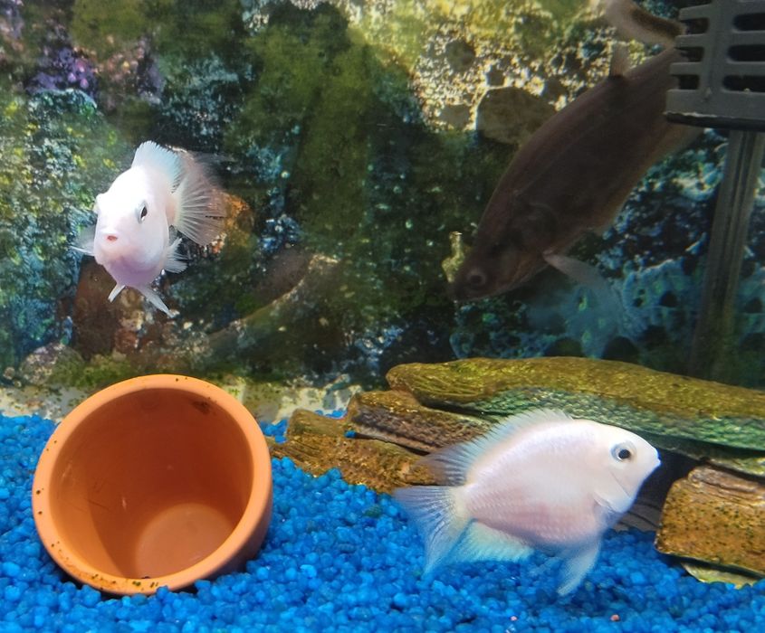 Vendo ou troco vários peixes