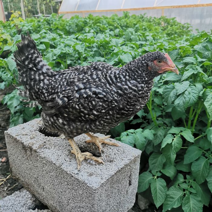 Курчата Ломан Браун, Домінант, Голошийка