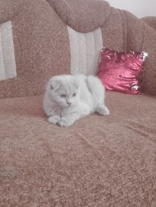 Кіт шотландський висловухий