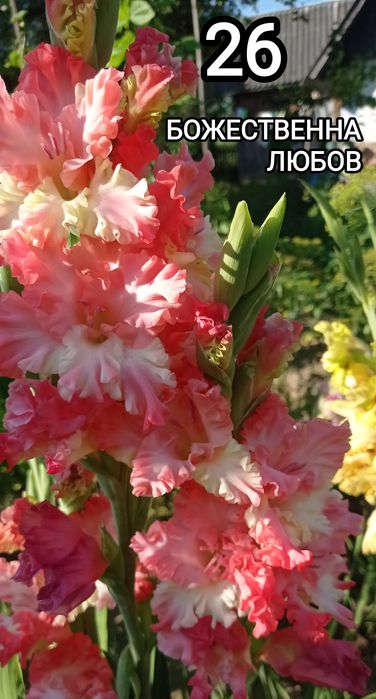 Продам цибулини гладіолусів