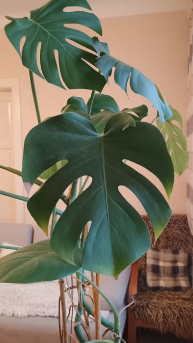 Monstera Olbrzymia