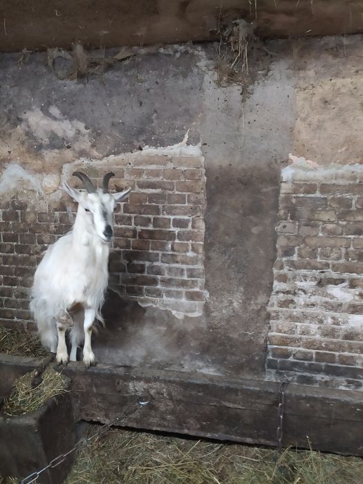 Sprzedam kozę ,500 zł