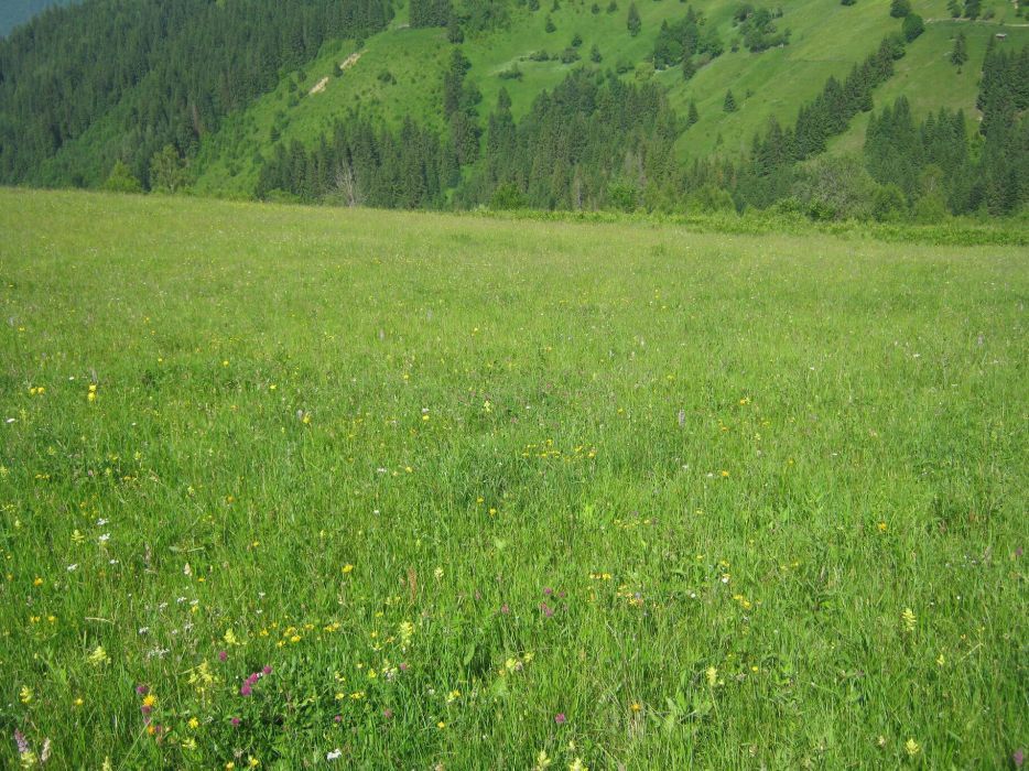 Земельна ділянка в Карпатах. Верховинський р-н.  с. Верхній