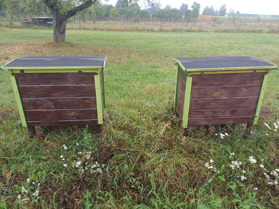 Ule Warszawskie zwykłe.