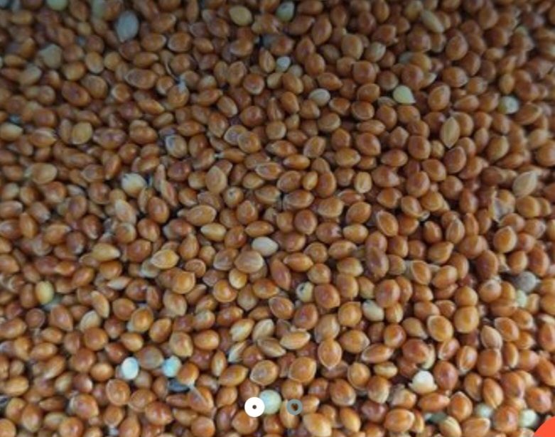 Proso czerwone 18 kg. Pokarm dla papug