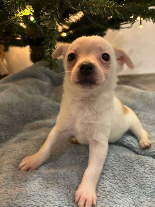 Maleńkie łapki, wielkie serce – poznaj Lady”