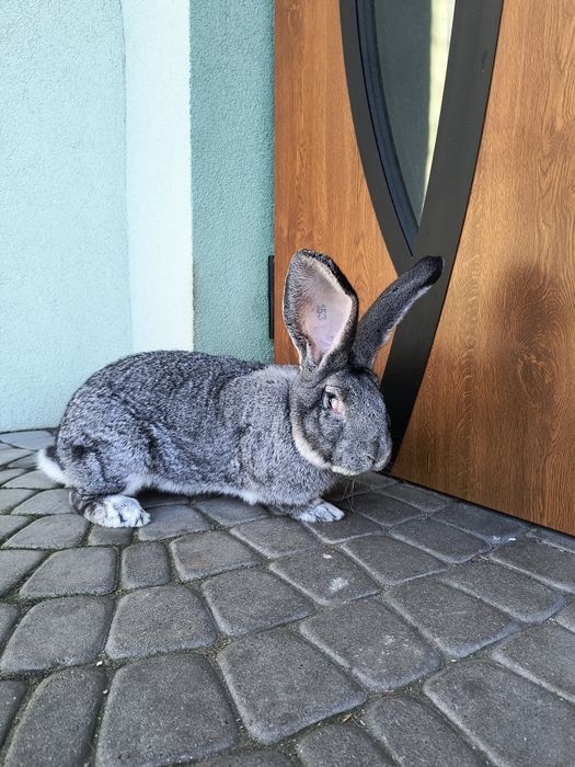 Królik olbrzym  belgijski - młodzież