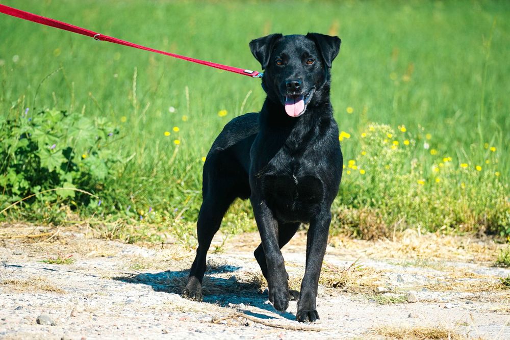 NEMO - świetny psiak w typie labrador
