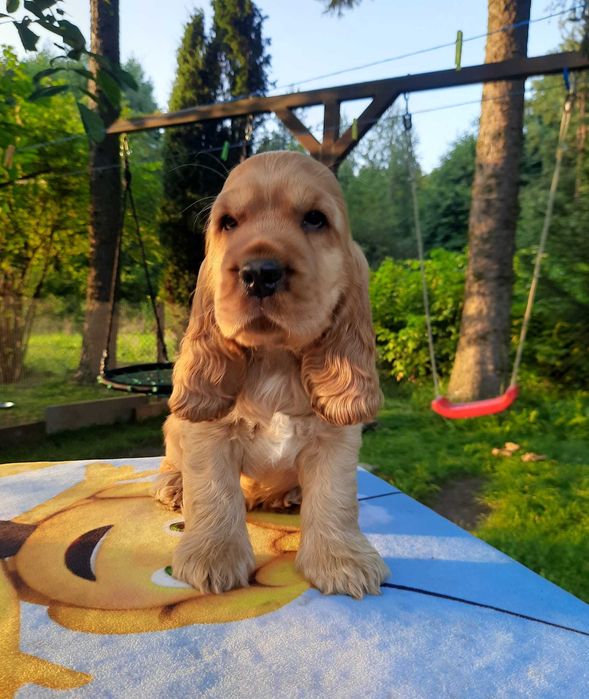 Cocker Inglês dourado