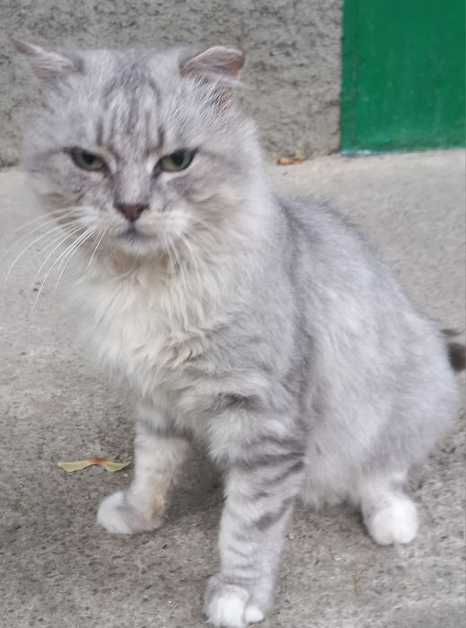 Жоржик в пошуках родини