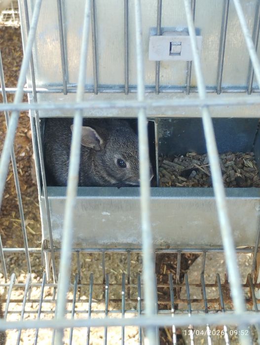 Coelhos com 2 a 4 meses, uns cinzentos e outros pretos.