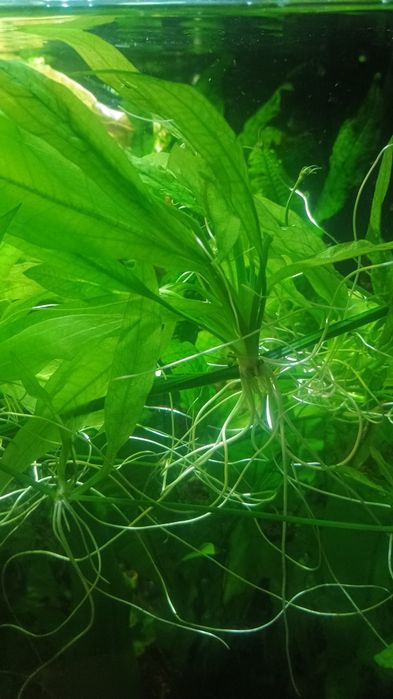 Żabienieca młode pędy