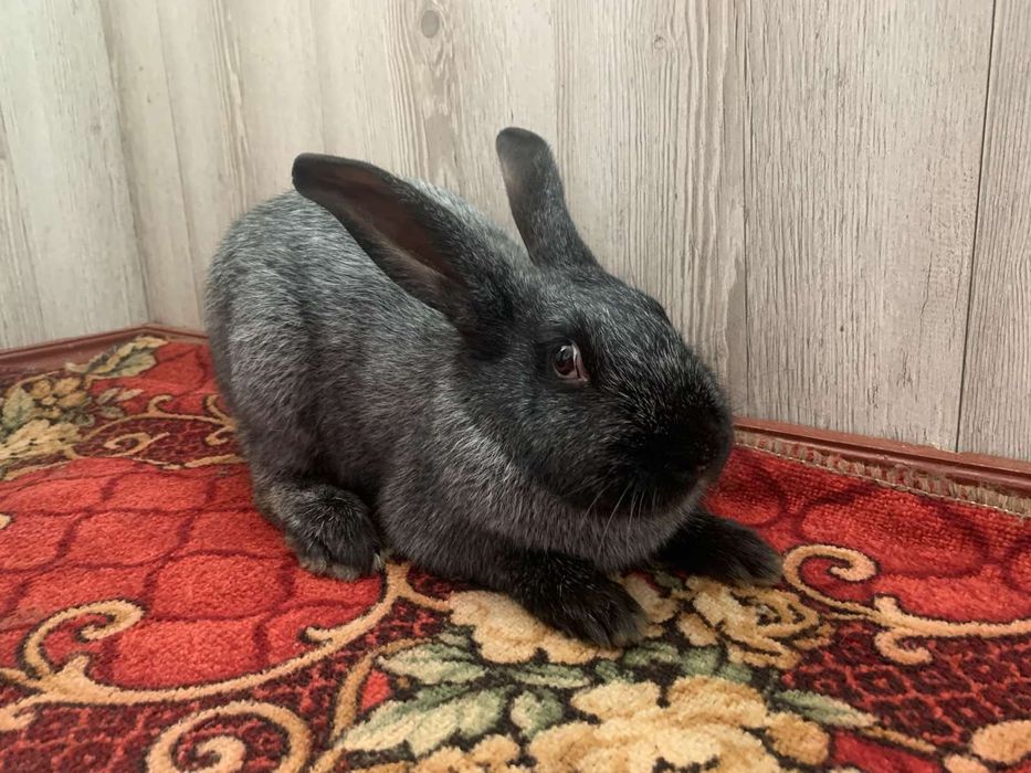 Продам кролі полтавське срібло.Є самочкі і робочі самці.