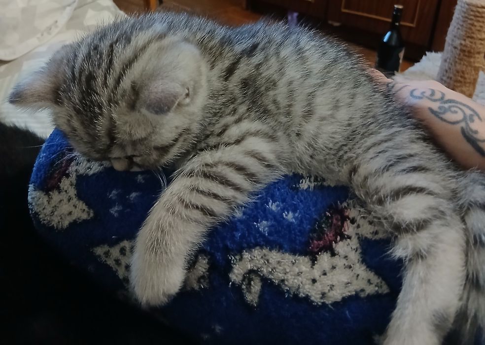 Породистые  дети