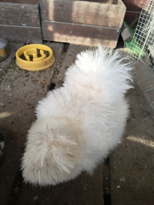 Jaja legowe kury silki, Silka paint, araukana bezogoniasta