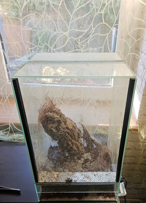 Poe regaliss ptasznik