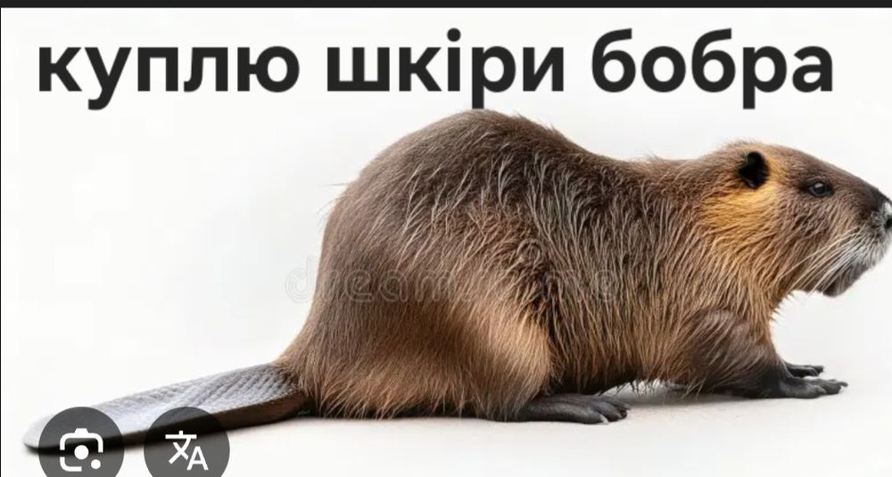 Шкіри бобра хутро бобра мех