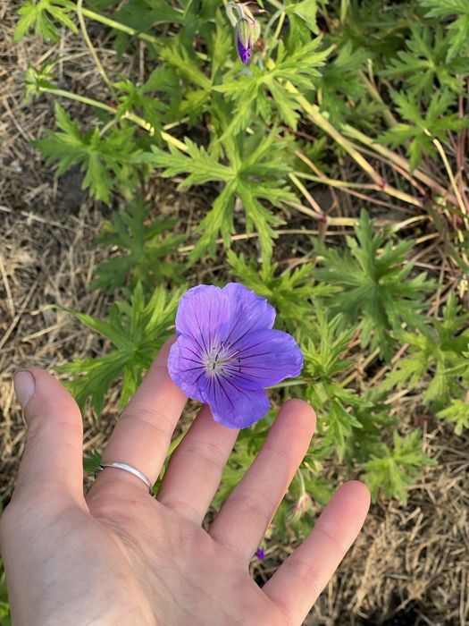 Журавець Buxton’s Blue (герань)