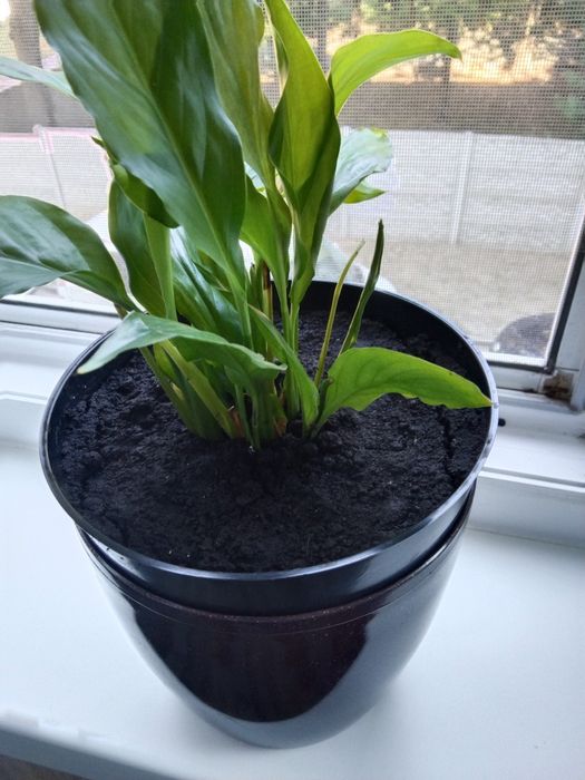 Спатіфіліум жіноче щастя