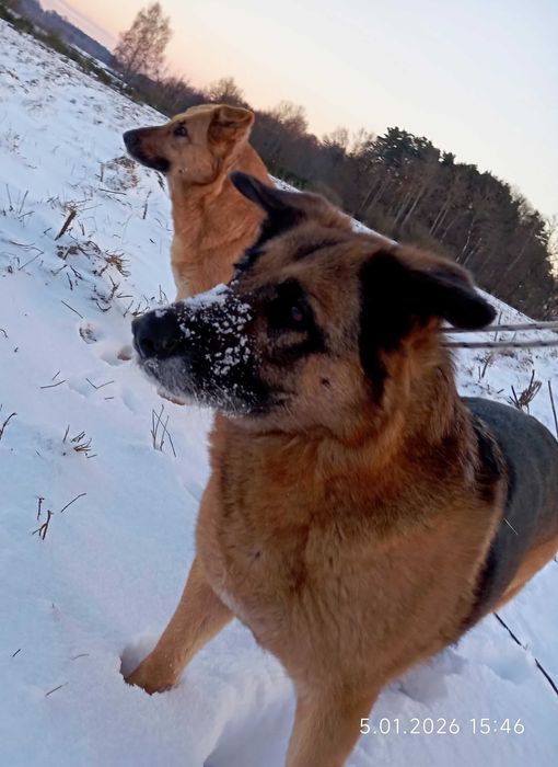 Dwie Siostrunie Zgrany Duet Deska Ayra Owczarek Niem DOWÓZ cała Polska