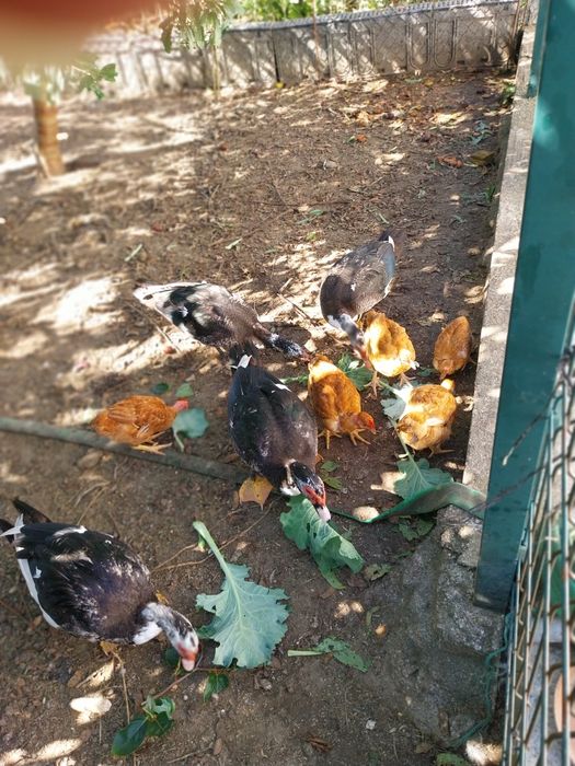 Vende-se 5 patos machos