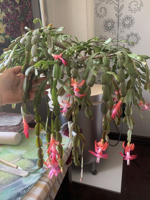 Декабрист, велика рослина