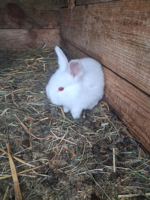 Króliki Nowozelandzki biały