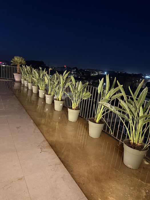 Vasos com estrelicias