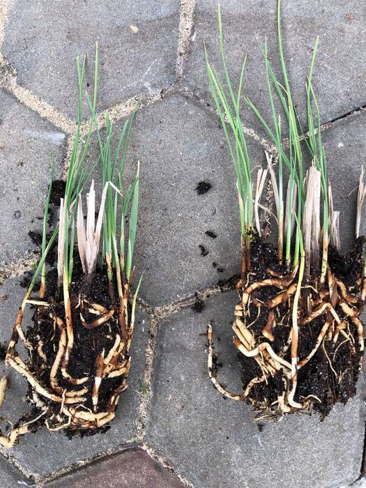 Pałka miniaturowa DNICZKA P9