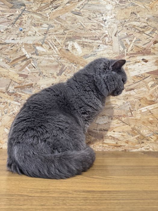 Британская кошка