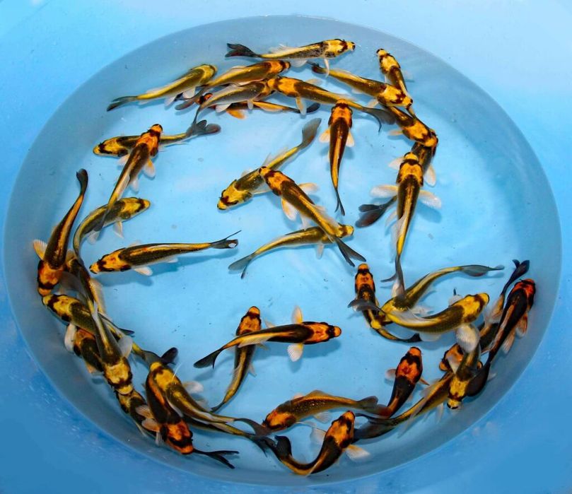 Карп кої  кабуто