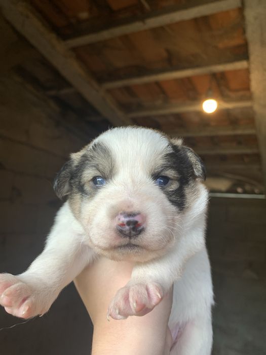 dao se caes de porte medio