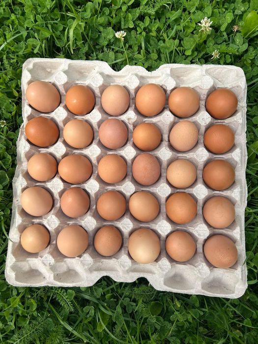 Курки ломан- браун 8 місяців