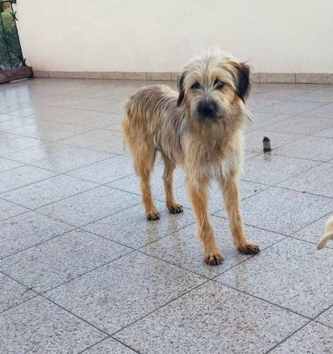 Cadelinha com 1 aninho para adopção
