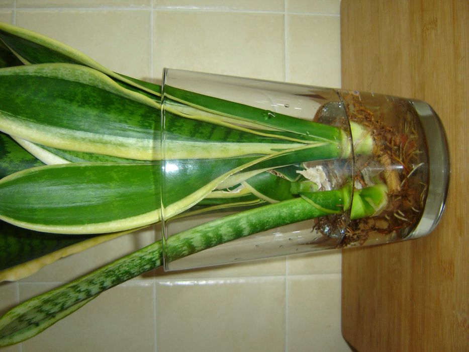 Sansewieria gwinejska Futura Superba