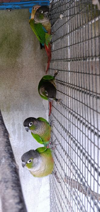 Pyrrhuras.         .