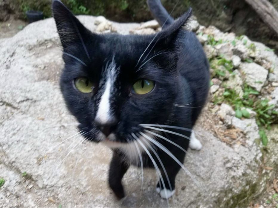 Gato para adoção responsável