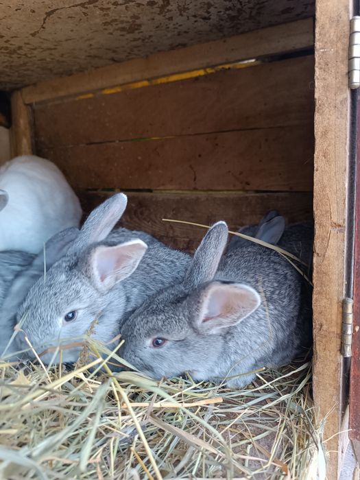 Продам кролів велетнів