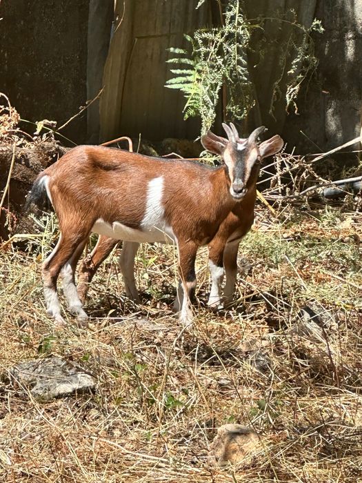 Vende-se duas cabras anãs com 1,5 anos