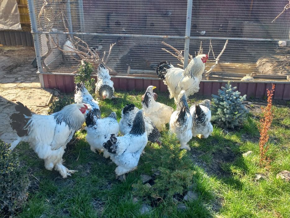 Декоративні кури