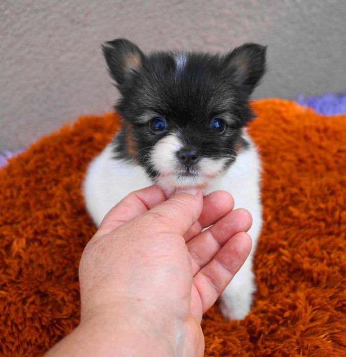 мини девочка папильон