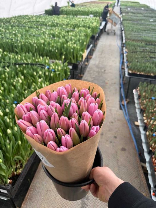 Тюльпани під 8 березня, Голландський, Український опт