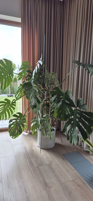 Monstera Sprzedam