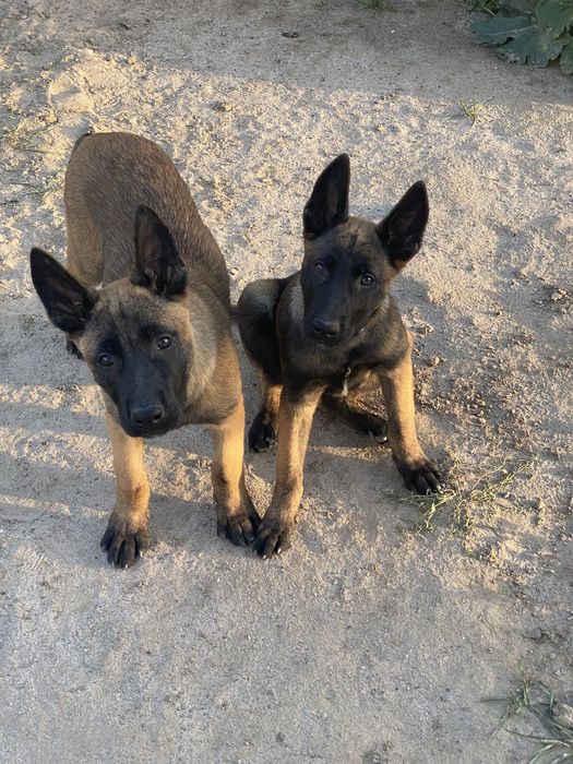 Бельгійська вівчарка Малінуа