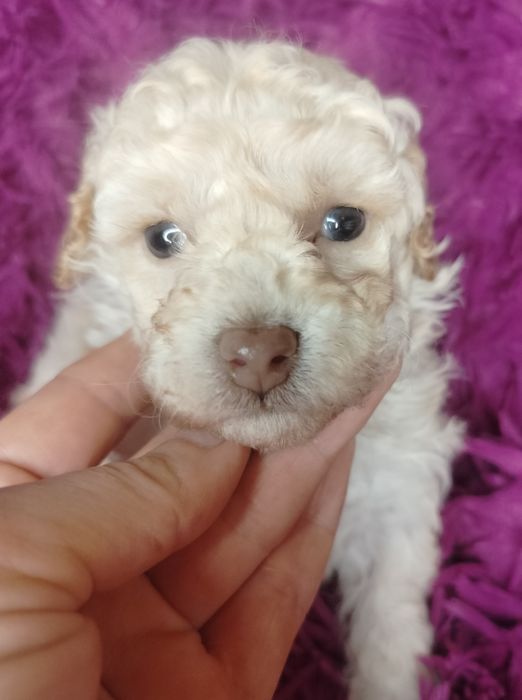 Pudel Toy, miniatura, apricot-beżowy