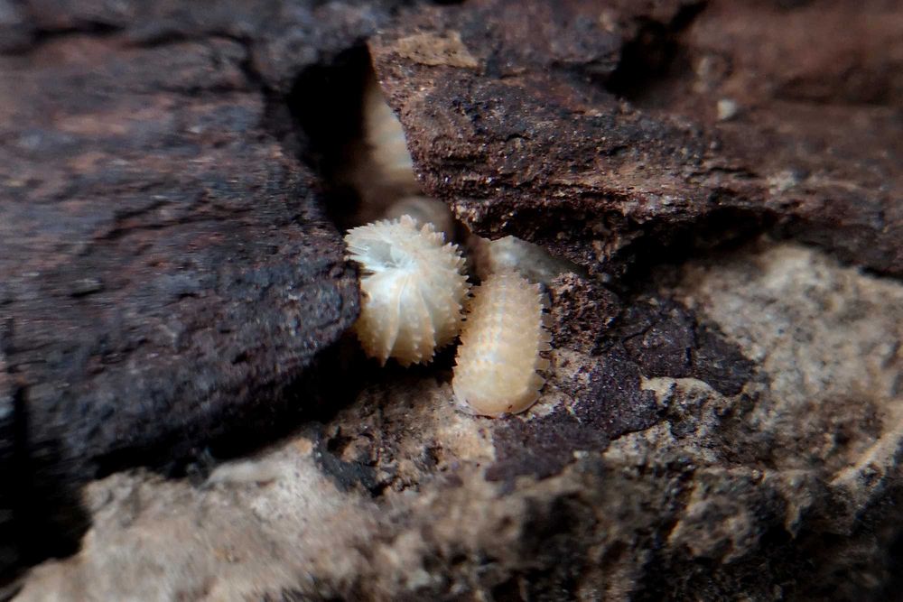 Cristarmadillidium muricatum Kulanki Stonogi Izopody Prosionki Ślimaki