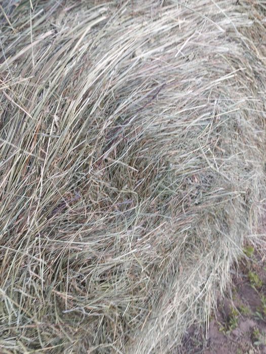 Sprzedam siano pierwszy pokos