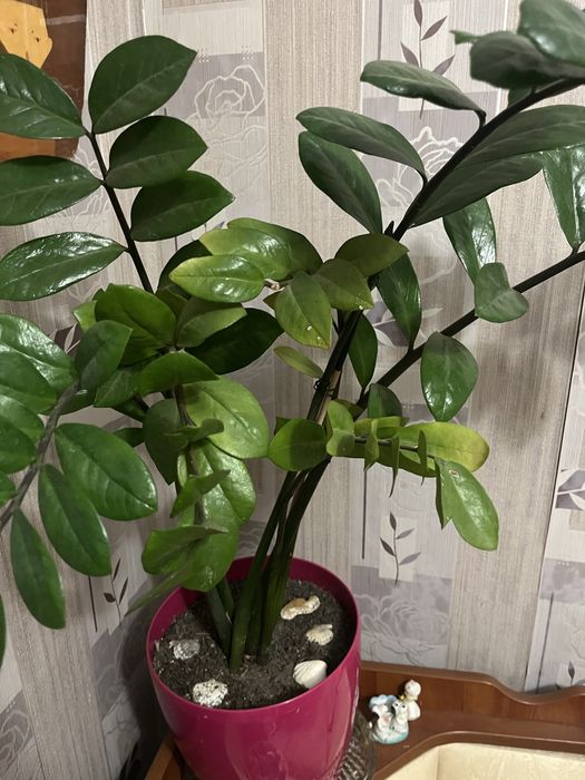 Продам квіти вазони